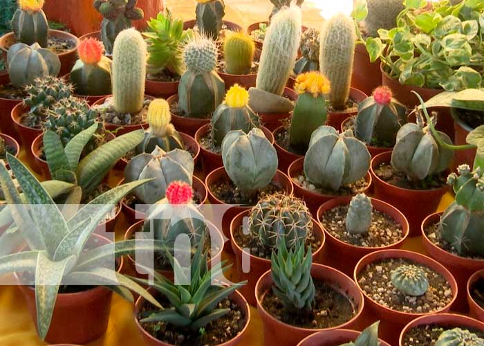 Cultivadores de cactus y suculentas exponen sus plantas en el Parque de Ferias