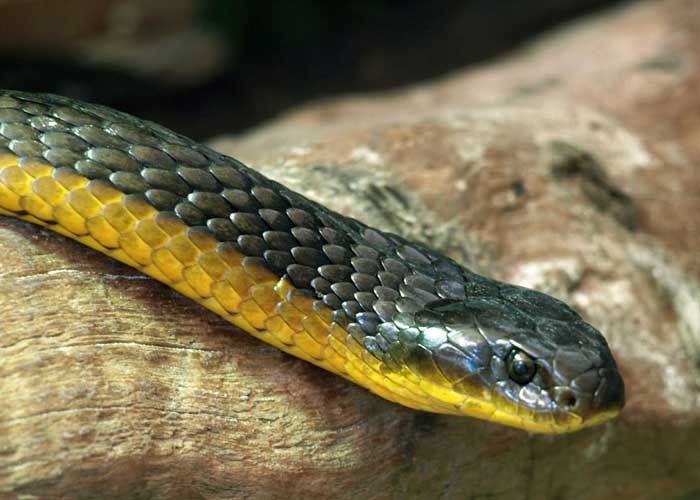 Investigación revela que las serpientes también tienen clítoris