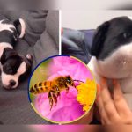 Cachorro se come una abeja y termina con su cara inflamada