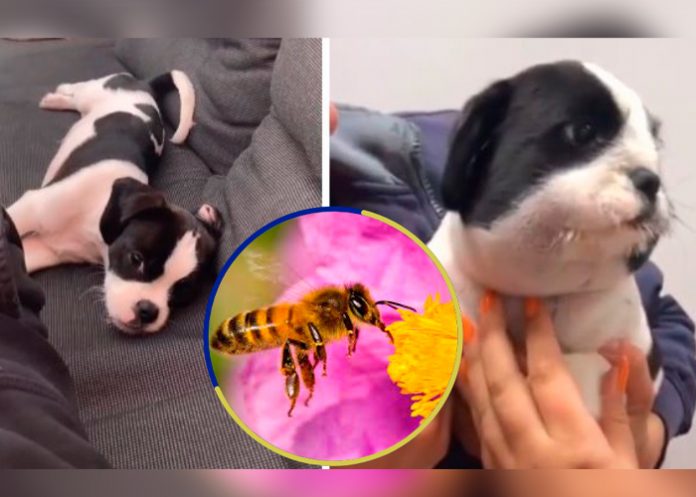 Cachorro se come una abeja y termina con su cara inflamada
