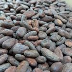 Inauguran el II Certamen Nacional Cacao de Excelencia en Matagalpa