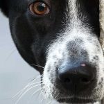 De qué color ven los perros: lo que dice la ciencia