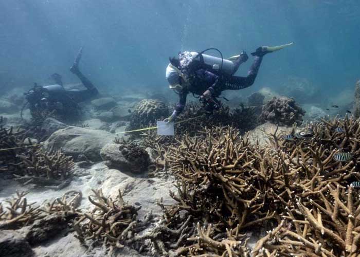 Rara enfermedad está matando a los corales en Tailandia