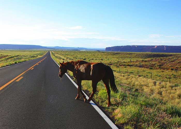 Foto: Animales en las carreteras de Jalapa continúan siendo un peligro / Cortesía