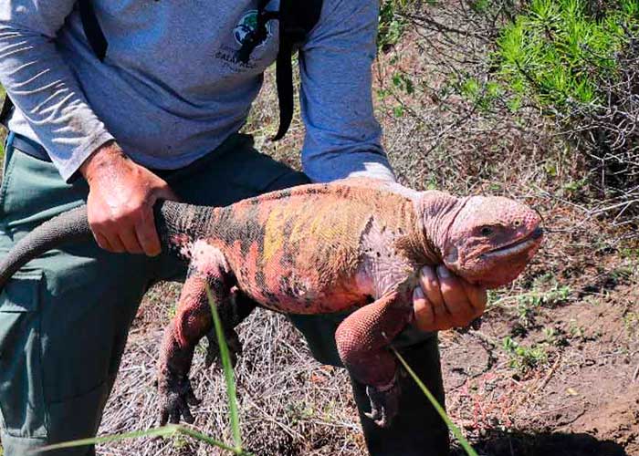 Hallan crías de iguana rosada que se creían extintas