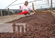 En Siuna, se levanta la cosecha de café robusta desde hace tres años