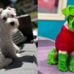 Tiñó a su perro de verde para “hacerlo parecido al Grinch”