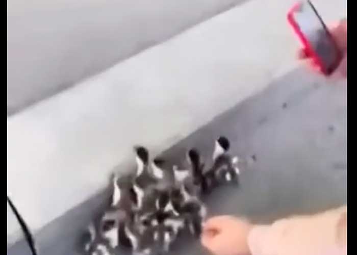 Patos atacan a joven que intentó darles de comer a sus crías