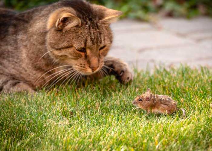 La tierna reacción de un ratón quedó captada en video