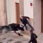 ¡Aterrador video! Abuelito de 82 años es corneado por un toro en España
