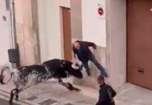 ¡Aterrador video! Abuelito de 82 años es corneado por un toro en España