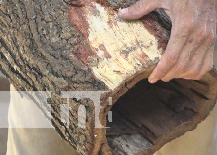 Foto: El arte de la "madera muerta" en Rivas / TN8