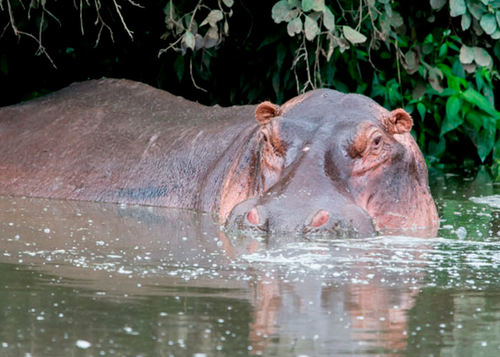 Hipopótamo atacó a un niño y se lo tragó ¡milagrosamente lo escupió vivo!