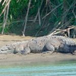 ¡Desgarrador! En Malasia un cocodrilo devora vivo a un niño frente a su padre