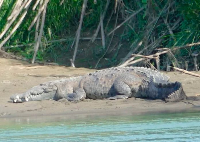 ¡Desgarrador! En Malasia un cocodrilo devora vivo a un niño frente a su padre