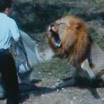 Pastor entra a jaula de leones para “convertirlos al cristianismo”