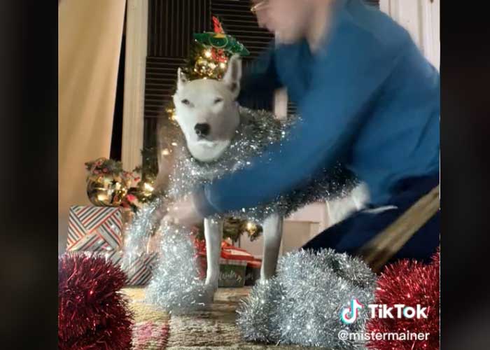 Perrito con atuendo navideño la rompe en redes sociales