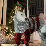 Perrito con atuendo navideño la rompe en redes sociales