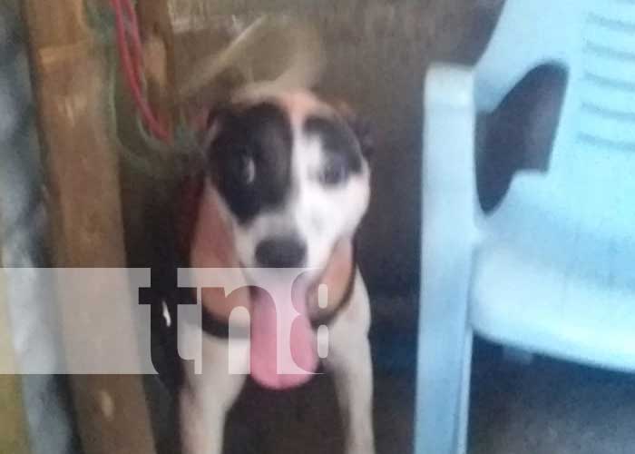 Foto: Furioso ataque de un perro Pitbull en San Marcos / TN8