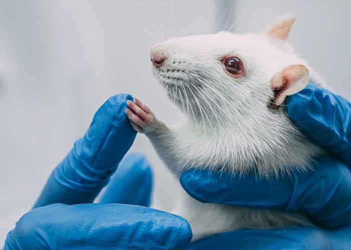 Científicos implantan "minicerebros" humanos en ratones