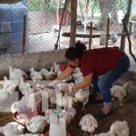 Dinamizan su economía con crianza y comercialización de pollos en Diriomo