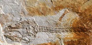 Este fue el primer reptil que vivió con los dinosaurios