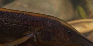 Científicos descubren 35 nuevas especies de peces