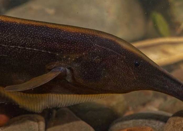 Científicos descubren 35 nuevas especies de peces