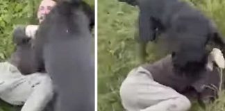 ¡VIDEO! Padre se hizo pasar por su hija de 12 y capturó a un pedófilo