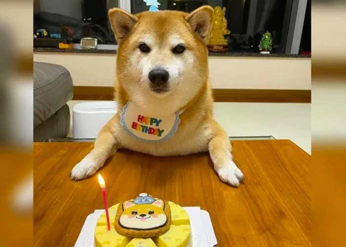 “Cheems”, el perro de los memes, celebró su cumpleaños número 12