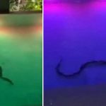 Avistan enorme serpiente en piscina de un Hotel (VIDEO)