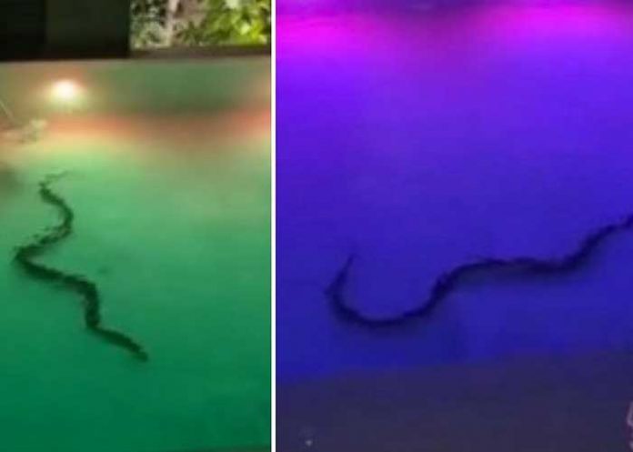 Avistan enorme serpiente en piscina de un Hotel (VIDEO)