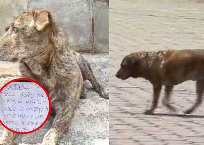 Viral: Roban casa de perrito abandonado y luego la regresaron