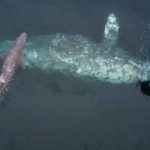 Video: Turistas logran presenciar el nacimiento de una ballena gris
