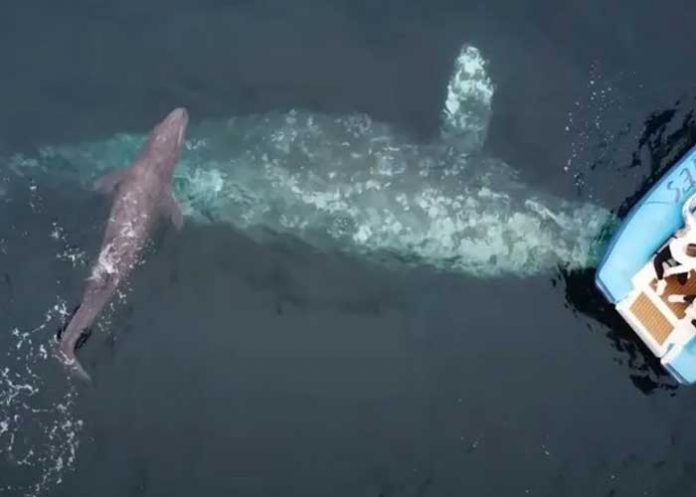 Video: Turistas logran presenciar el nacimiento de una ballena gris