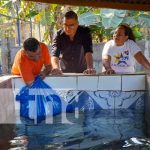 Alternativa para salir adelante: Familias de Managua crían tilapias en sus patios