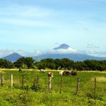 Foto: Agricultura y ganadería con grandes beneficios para Nicaragua / Cortesía