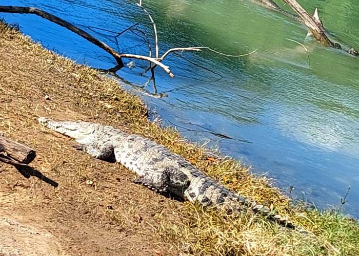 ¡Brutal! Cocodrilo mata a un perrito de un "tapazo" en San Juan del Sur