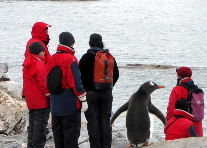 Científicos descubren nueva colonia de pingüinos en la Antártida