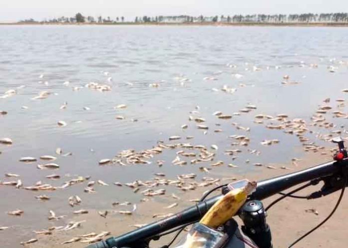 Miles de peces muertos por falta de agua en laguna de Villa Cañás, Argentina