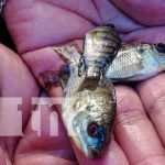 Estanque de peces para garantizar la seguridad alimentaria en Tisma