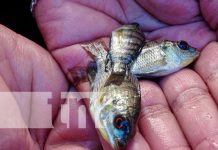 Estanque de peces para garantizar la seguridad alimentaria en Tisma