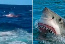 Tiburón mata a un buzo en México; le arrancó la cabeza y le mordió los hombros