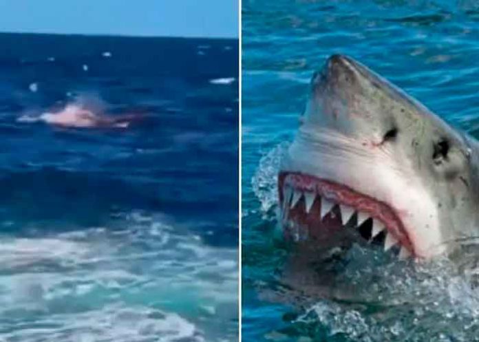 Tiburón mata a un buzo en México; le arrancó la cabeza y le mordió los hombros