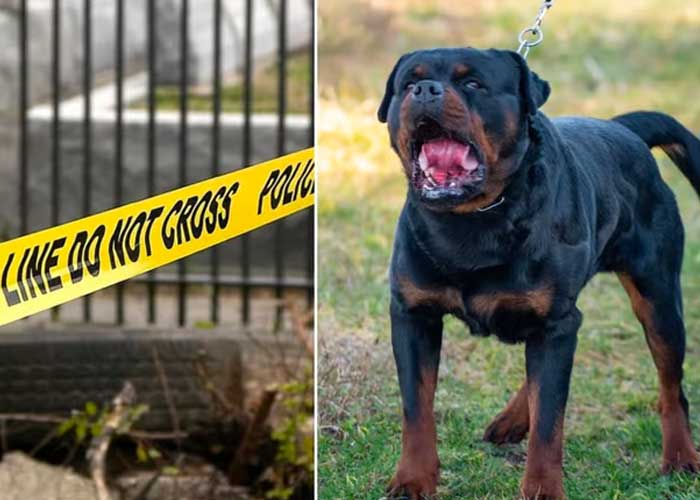 Menor muere al ser atacado por perros rottweiler en EE.UU.