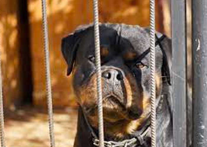 Menor muere al ser atacado por perros rottweiler en EE.UU.