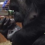Mamá gorila abrazó a su pequeño bebé recién nacido