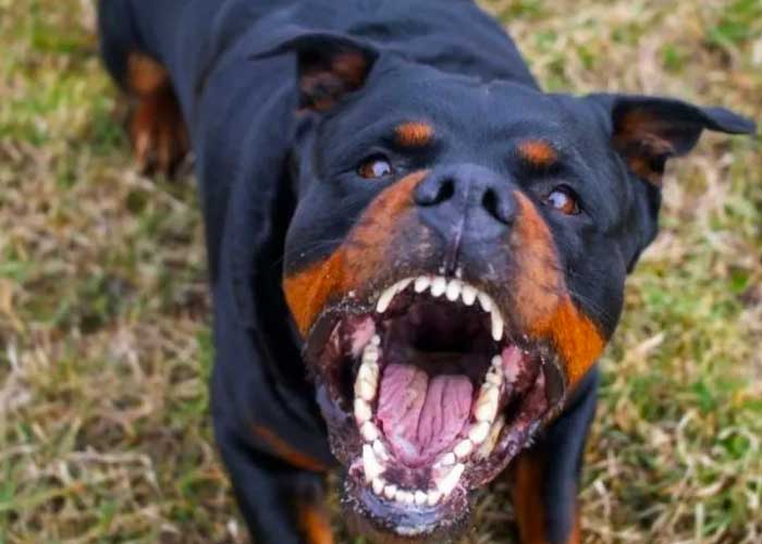 Menor muere al ser atacado por perros rottweiler en EE.UU.