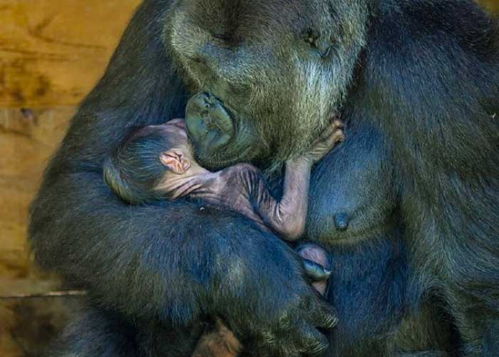 Mamá gorila abrazó a su pequeño bebé recién nacido