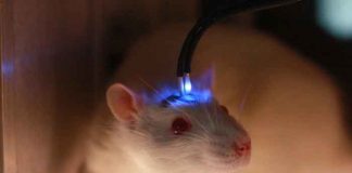 Científicos implantan "minicerebros" humanos en ratones